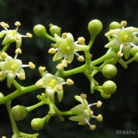 Celastrus paniculatus Willd.